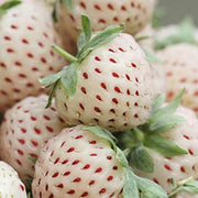 View 1 Bag Rare Milk Strawberry Seeds image 2