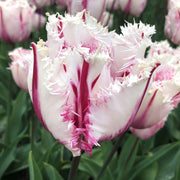 View Coldplay Tulip Seeds image 3
