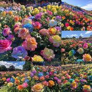 View Mixed Color Rose Combination Seeds💐 image 1