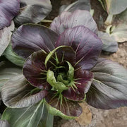 View Purple Rape Brassica Seeds image 4