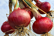 View Purple Fruit Onion Vegetable Seeds image 6