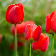 View Red Impression Tulip Seeds image 5