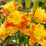 View Double-petaled bicolor fragrant lily Bulbs—Fresh and Sweet image 6