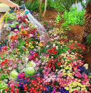 View Mixed Perennial Flowers Seeds-Over 60 kinds mixed-Easy care image 2
