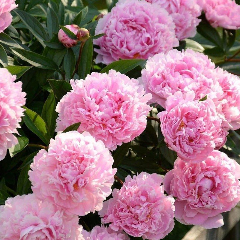 Colorful Peony Flower-Over 7 Colors