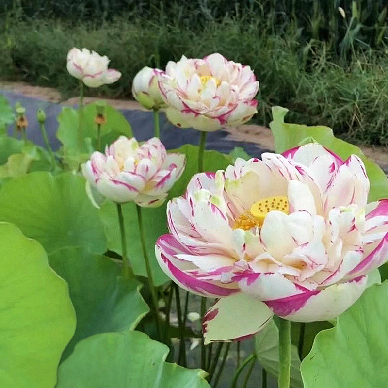 🪷Bonsai Double Lotus Seeds-Pure Heart