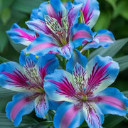 View Aurora Lily-Rare Exquisite Lily Bulbs 🌸 image 3