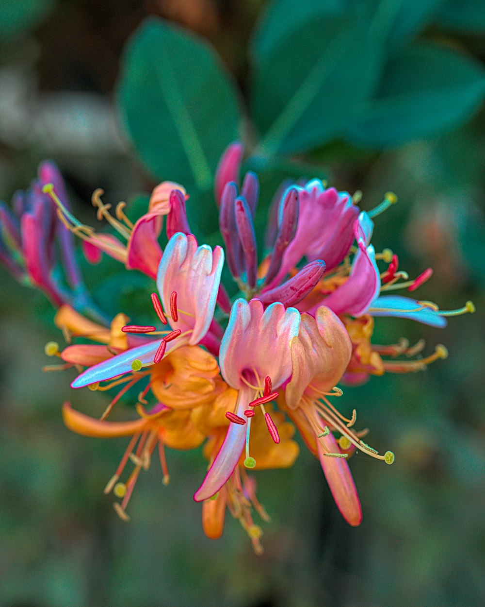 Colorful Honeysuckle Seeds 👍Flowers that are good for your health🌿