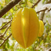 View ⭐Sweet Starfruit Seeds-Four Seasons Potted image 2