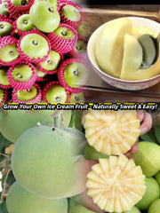 View 🍨 Ice Cream Fruit – White Persimmon 🍃Seeds image 1
