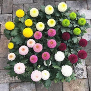 View 20 colorful ping pong chrysanthemum seeds image 4