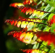 View Firecracker Vine Ipomoea Lobata Seeds image 3