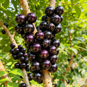 View Jaboticaba Exotic Fruit Plant Starter for Home Garden image 1