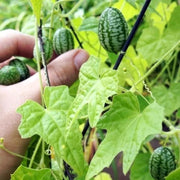 View Thumb Watermelon Seeds 🍉 image 4