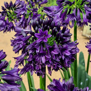 View Agapanthus africanus 'Black Jack' image 1