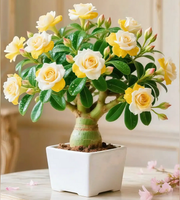 View 🇺🇸 Celebrate America’s 250th – Red, White & Blue Desert Rose (Adenium) Seedlings image 5