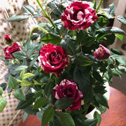 View Rose red white Miniature Rose image 5