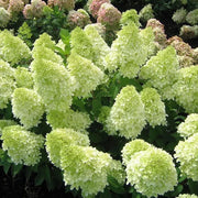 View 🌺Panicle Hydrangea Seeds image 3