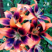 View Perfume Liliy Seeds Flower Garden Plant image 5