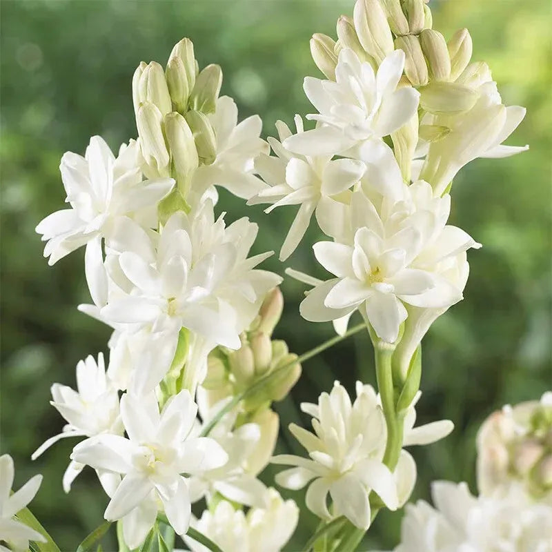🔥[Limited Time Sale]Tuberose🌸 Bulbs! Enjoy 💥50% off, come by and grab it!