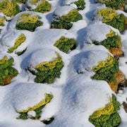 View Brassica Narinosa Seeds 🥬 image 4