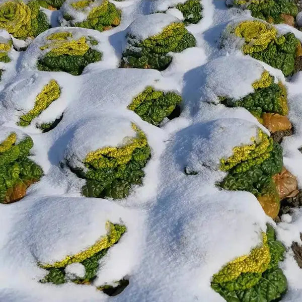 🥬Brassica Narinosa Seeds 🥬