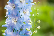 View 40 Seeds Baby Blue Larkspur Seeds image 4