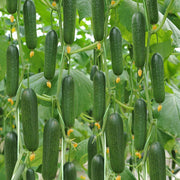 View Thorn-less Mini Cucumber Seeds image 2