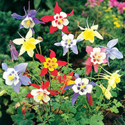 View Columbine Mckana's Giant Mix Flower Seeds image 2