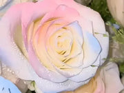 View Rare Seeds - Datura Langaros Roses of the Western Regions image 3