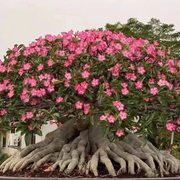 View 🎁Desert Rose Bulbs🌵Super easy care! 🌸 Adenium Obesum Bulbs image 4