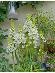 View 🌸 Sacred Heart Lily Bulbs – A Perennial Treasure for Your Garden image 3