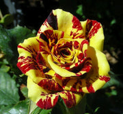 View Tea Rose 'Dragon Tiger' Seeds image 2