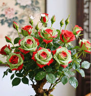 View Scottish Red and Green Rose Seeds image 5