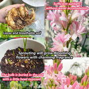 View 🔥[Limited Time Sale]Tuberose🌸 Bulbs! Enjoy 💥50% off, come by and grab it! image 1