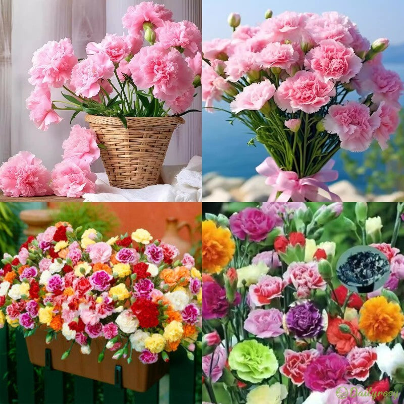 Double-Flowered Mixed Carnation Seeds