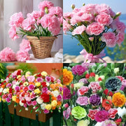 View Double-Flowered Mixed Carnation Seeds image 4