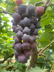View 🎆Hot Sale🥂Rare And Beautiful Breed🌟Star Grape Seeds🍇 image 2