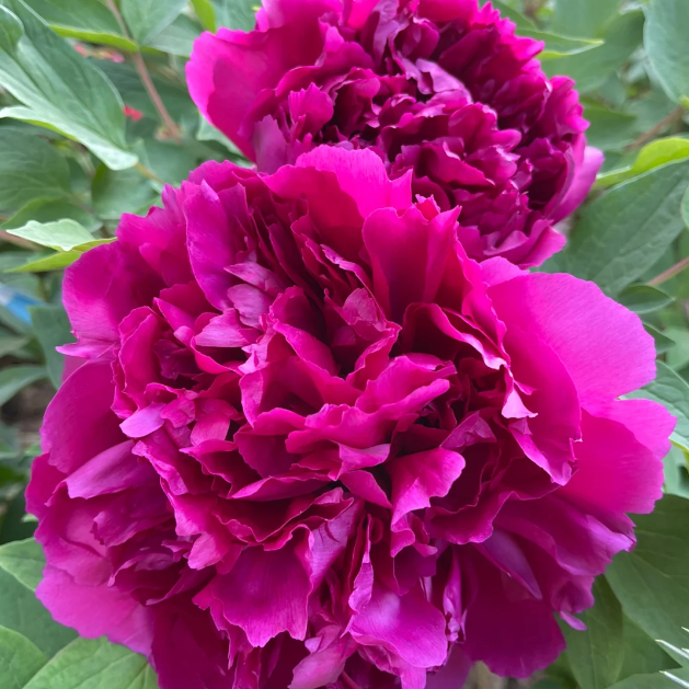 🌺PEONY FLOWER SEEDS