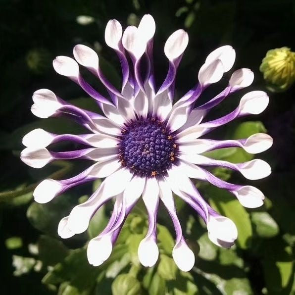 Blue Eye Chrysanthemum - White Peony ⏳Long-lasting Blooms