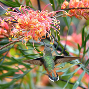 View Grevillea banksii (Red Silky Oak) Seeds image 4
