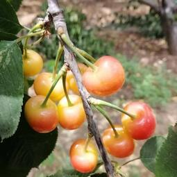 Golden Cherry Seeds