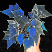 View Black Swan Begonia image 4