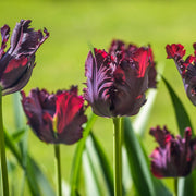 View Black Parrot Tulip Seeds image 1