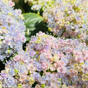 View Ayesha Hydrangea macrophylla image 4