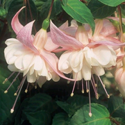 View 🧚🏼Fuchsia Flowers Seeds-Dancing Elf🪴Bonsai image 1