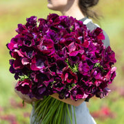 View Bordeaux Anemone Seeds image 5