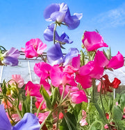 View 💐Multi Color Sweet Pea Flower Seeds image 6