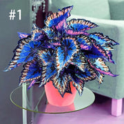 View Coleus Bonsai Flower Leaf Plants Rainbow Dragon Seeds Garden image 3