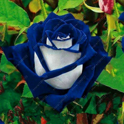 View 20 Pcs/bag Black Rose Flower Colorful Rose Petals Plant Seeds for Home Garden image 4